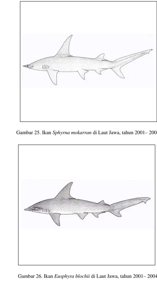 Gambar 26. Ikan Eusphyra blochii di Laut Jawa, tahun 2001– 2004. 