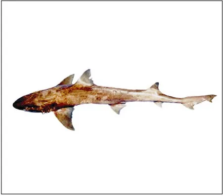 Gambar 27. Ikan Mustelus manazo di Laut Jawa, tahun 2001– 2004. 