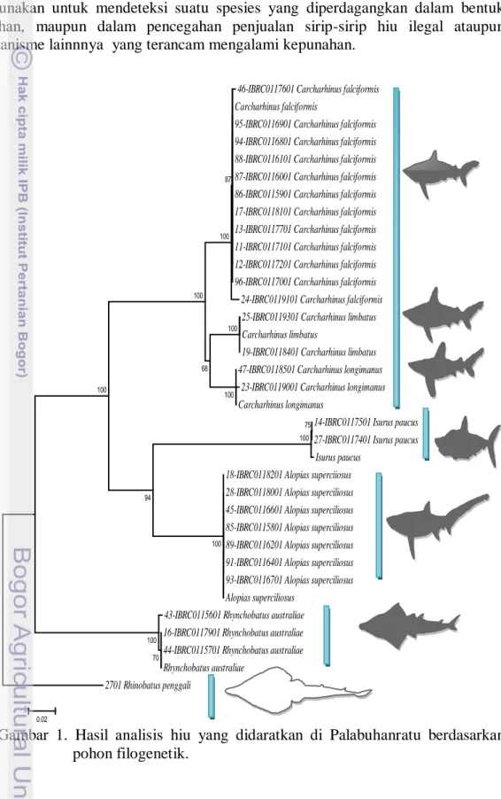 Gambar  1.  Hasil  analisis  hiu  yang  didaratkan  di  Palabuhanratu  berdasarkan      pohon filogenetik