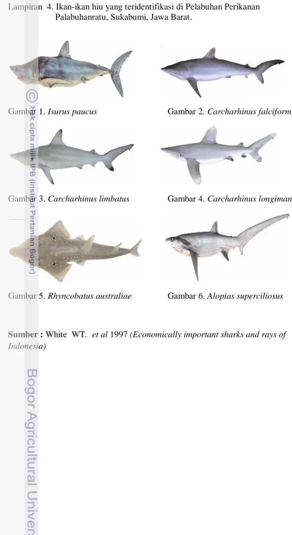 Gambar 1. Isurus paucus  Gambar 2. Carcharhinus falciformis 