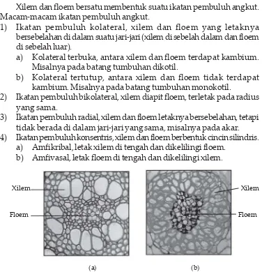 Gambar 2.2 Ikatan pembuluh konsentris: (a) amfivasal, (b) amfikribal