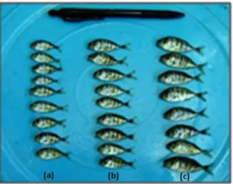 Gambar 3.   Keragaan benih ikan kue (Gnathanodon speciosus, Forsskall) selama  penelitian (a = pellet, b = rebon dan c = rucah)