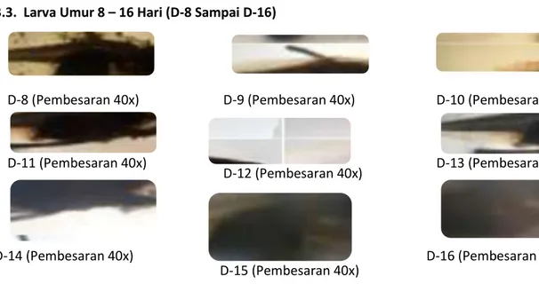 Tabel 5.   Perkembangan Morfologi Larva (Rata-rata Diameter Mata, Ukuran Bukaan Mulut, Panjang Total dan  Panjang Notochord) Ikan Kerapu Bebek (C