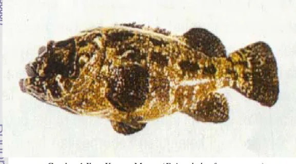 Gambar 1 Ikan Kerapu Macan (Epinephelus fuscoguttatus) 
