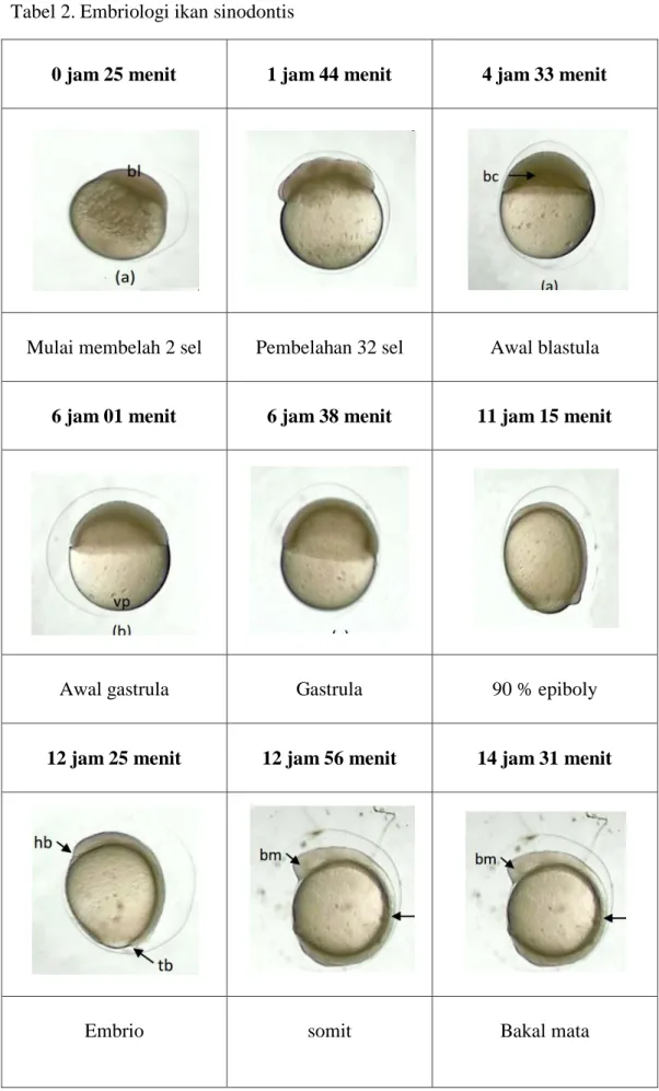 Tabel 2. Embriologi ikan sinodontis 