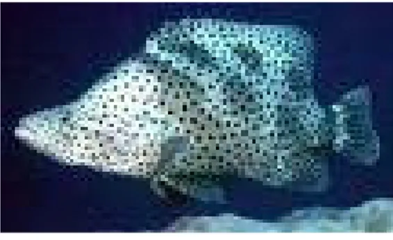 Gambar 1.  Ikan Kerapu Bebek 