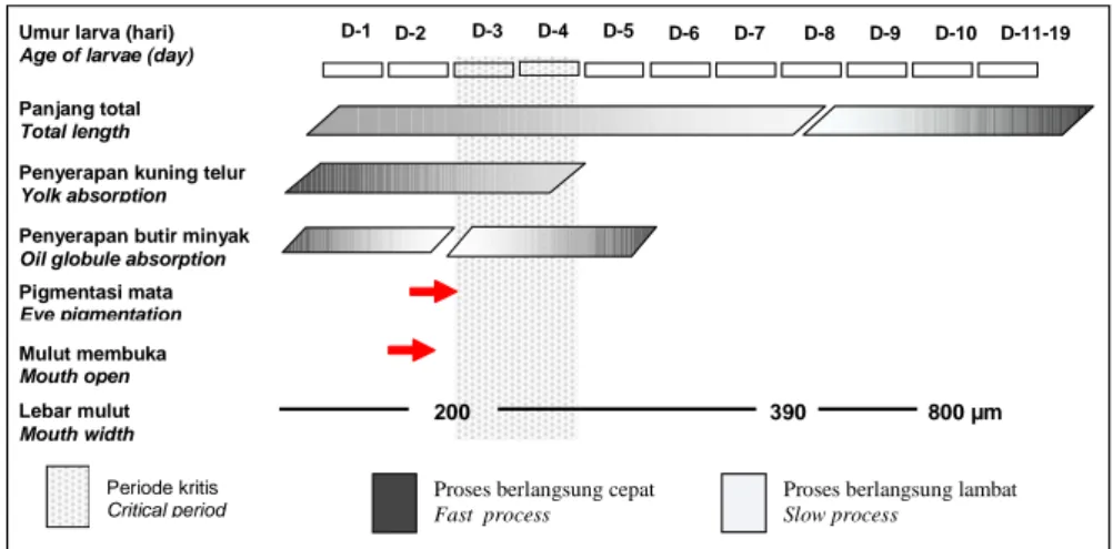 Gambar 5. Beberapa parameter perkembangan morfologi larva kerapu kertang, E. lanceolatus Figure 5