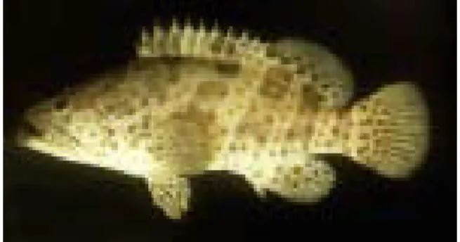 Gambar 1. Ikan Kerapu Lumpur 