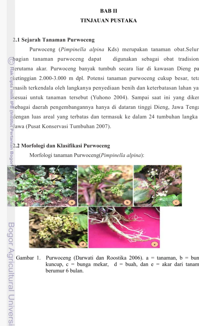 Gambar  1.    Purwoceng  (Darwati  dan  Roostika  2006).  a  =  tanaman,  b  =  bunga  kuncup,  c  =  bunga  mekar,    d  =  buah,  dan  e  =  akar  dari  tanaman  berumur 6 bulan