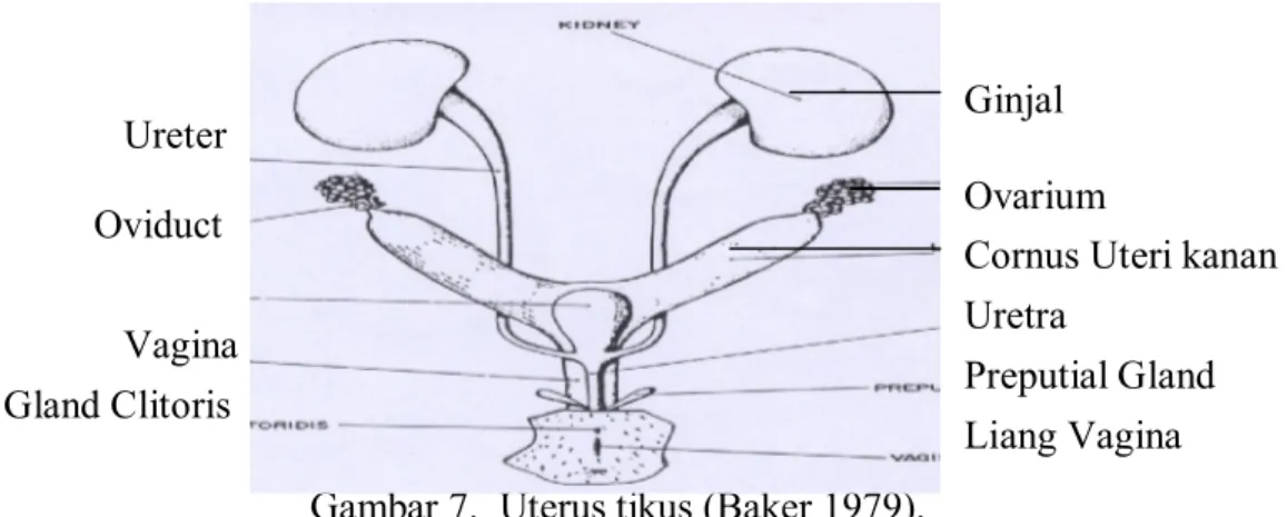 Gambar 7.  Uterus tikus (Baker 1979). 