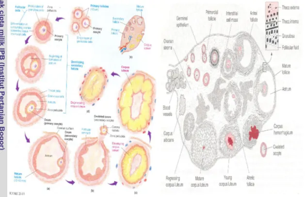 Gambar 4.  Ovarium, corpus luteum dan perkembangan folikel                     (Syahrum et al