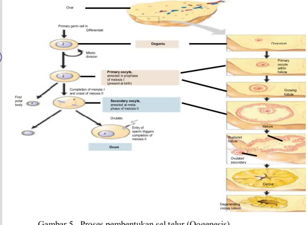 Gambar 5.  Proses pembentukan sel telur (Oogenesis)                     (Campbell et al