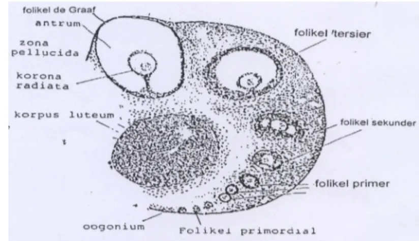 Gambar 6.   Ovarium tikus dengan tingkat perkembangan sel folikel                      (Hafez 1993)