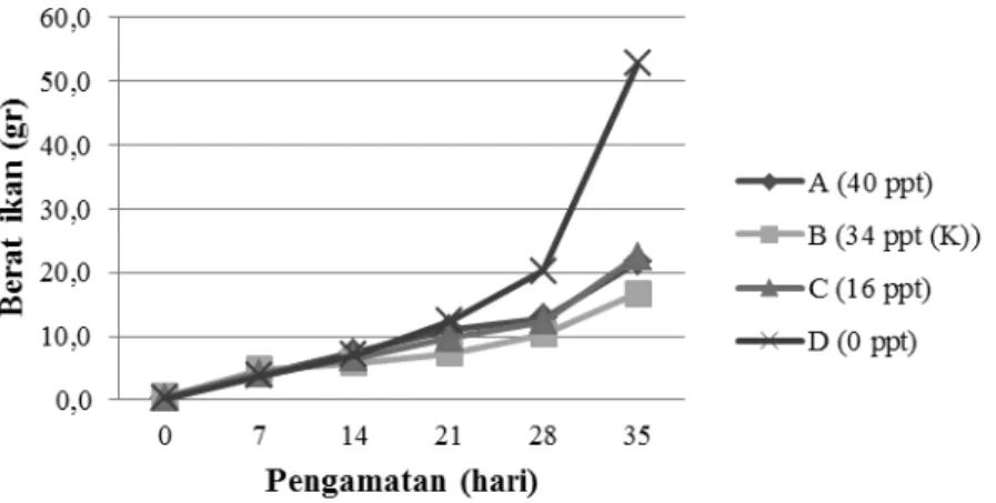 Gambar 2. Pertumbuhan berat mutlak ikan kakap putih selama pemeliharaan. 