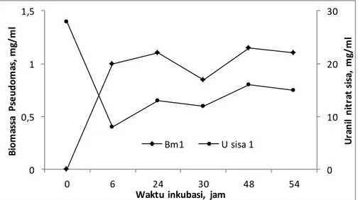 Gambar 1. Grafik Hubungan antara Konsentrasi uranium sisa (mg/l) dalam medium terhadap Biomassa (Bm)  isolat Pseudomonas sp (mg/ml)