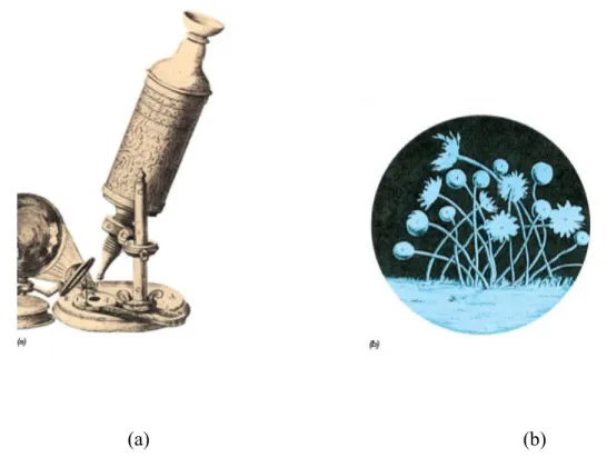 Gambar 2.2 a) mikroskop manual yang diciptakan oleh Robert hook b) mikroorganisme berbentuk  kapang yang teramati dari mikroskop ciptaan hook
