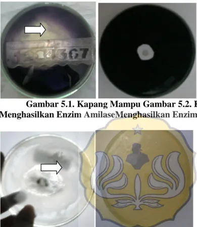 Gambar 5.1. Kapang Mampu Gambar 5.2. Kapang Tidak Mampu  Menghasilkan Enzim AmilaseMenghasilkan Enzim Amilase 