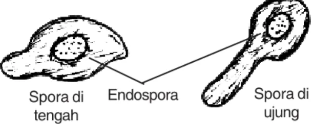 Gambar 8. EndosporaSpora ditengah Spora diujungEndospora4) Membran sel