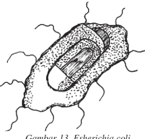 Gambar 13. Esherichia coli