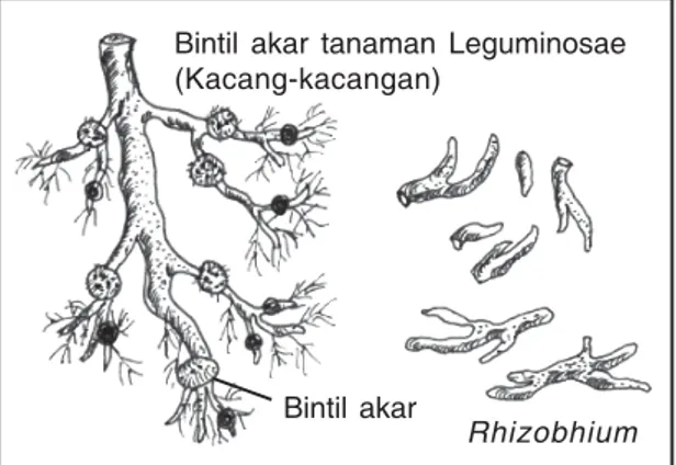 Gambar 14. Bintil akar tanaman Legumoniase (Kacang-kacangan)