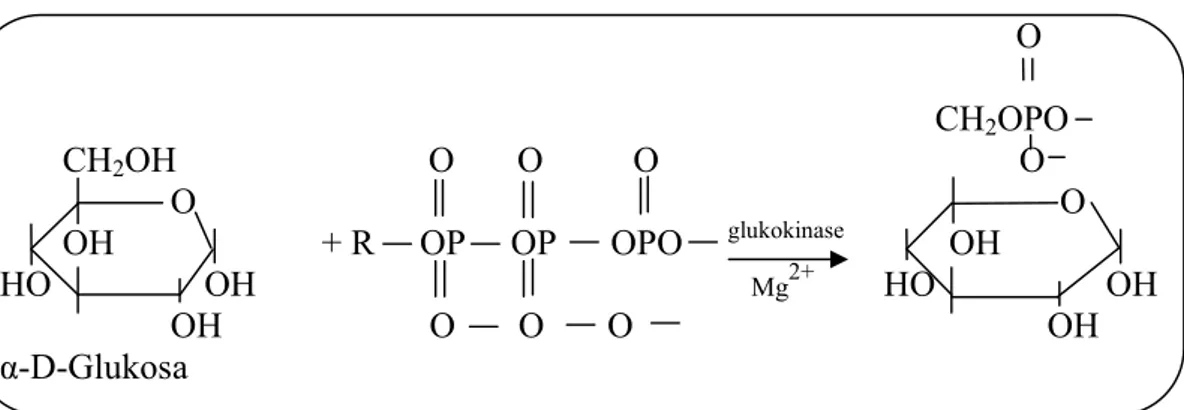 Gambar 6. Reaksi glukosa mentransfer fosfat dari ATP ke akseptor               Sumber