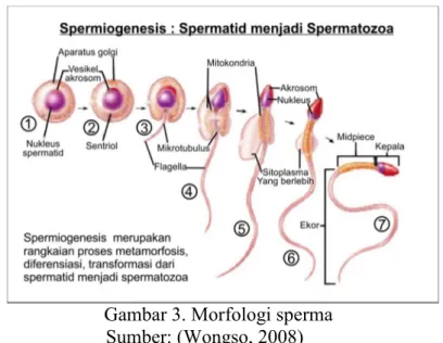 Gambar 3. Morfologi sperma                      Sumber: (Wongso, 2008) 