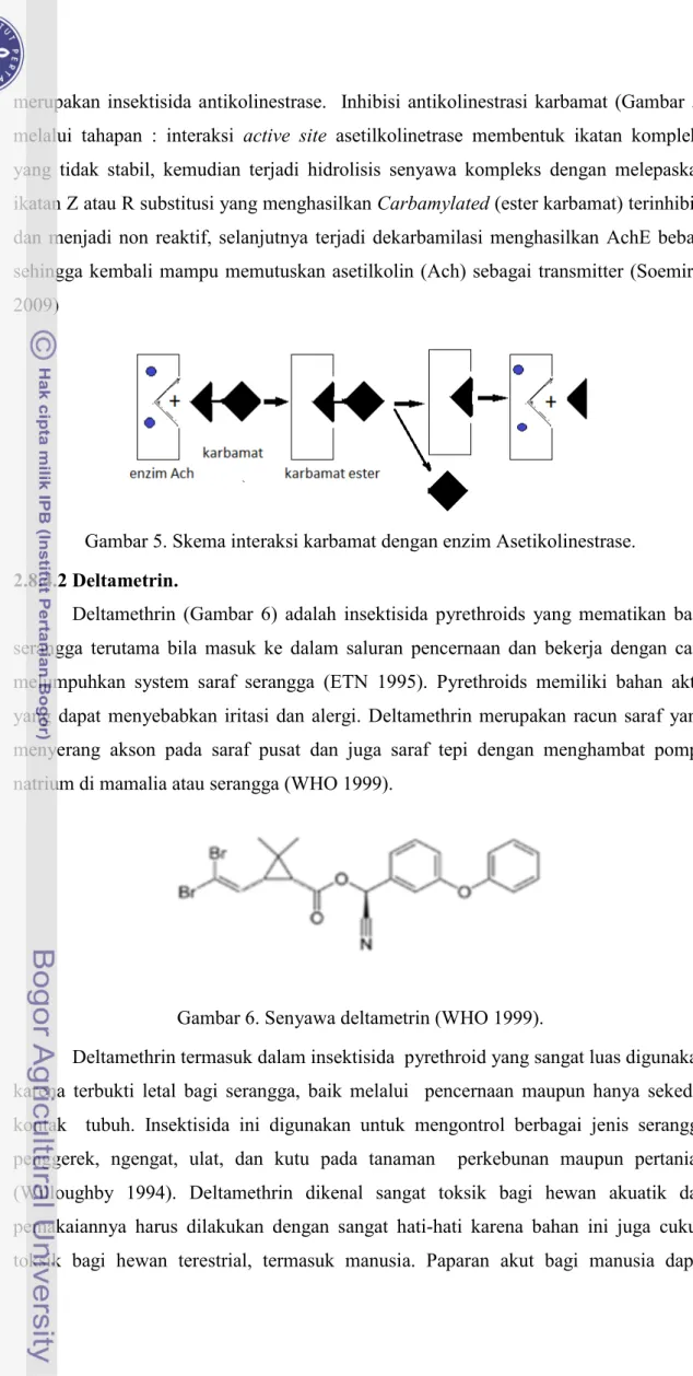 Gambar 5. Skema interaksi karbamat dengan enzim Asetikolinestrase.