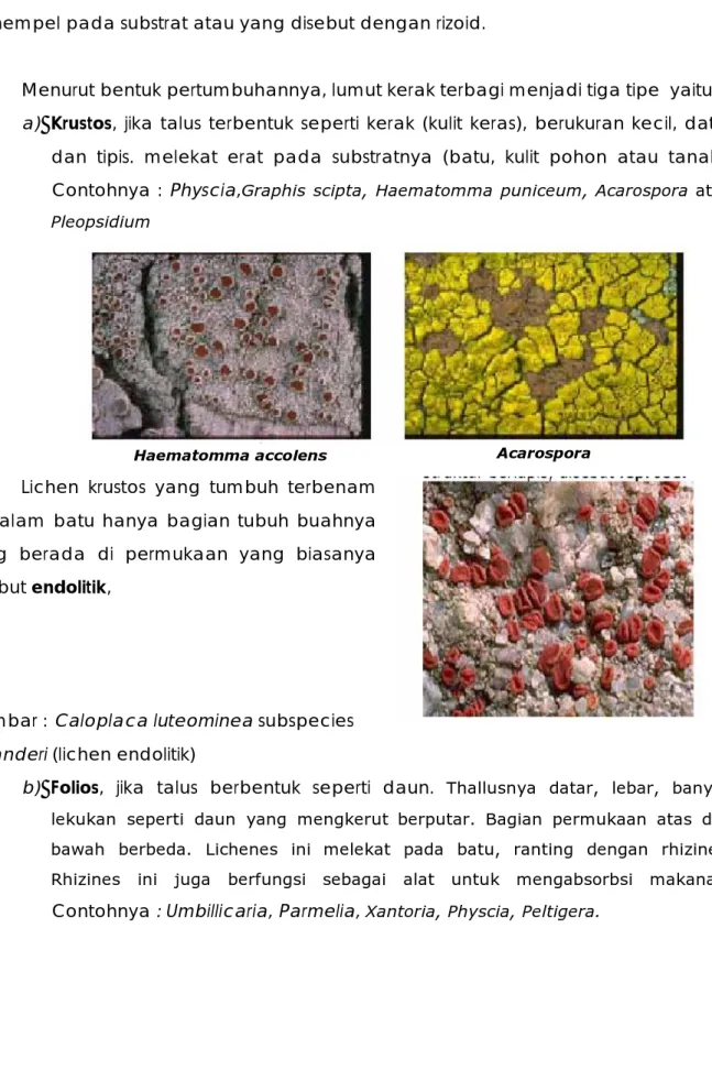 Gambar : Caloplaca luteominea subspecies  bolanderi (lichen endolitik) 