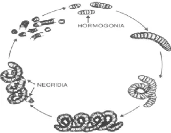 Gambar 3. Siklus Reproduksi Spirulina sp. 
