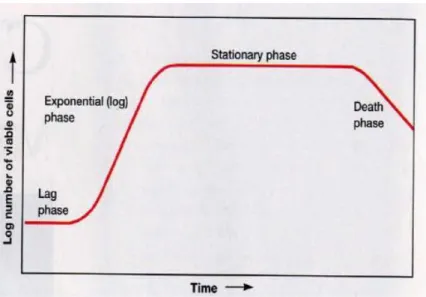 Gambar 4. Grafik Fase Pertumbuhan Mikroalga   Sumber: Brock and Madigan (1991)  6.1 Fase Lag 
