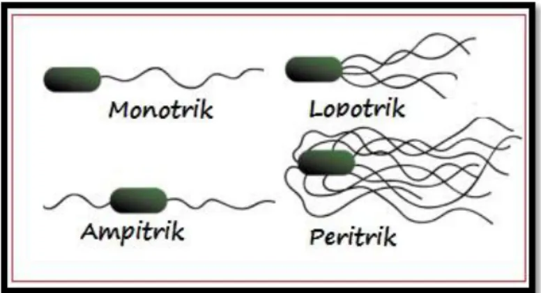 Gambar 2.3 Bentuk-Bentuk Bakteri 