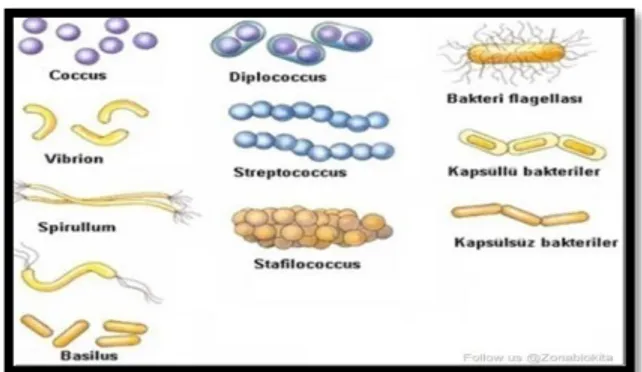Gambar 2.3 Bentuk-bentuk bakteri 