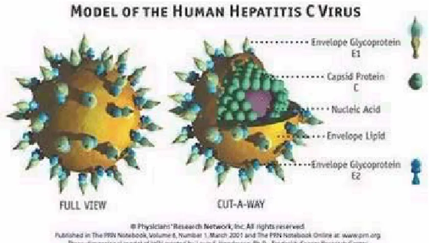 Gambar 5.10. Bentuk Flaviridae (hepatitis c) 