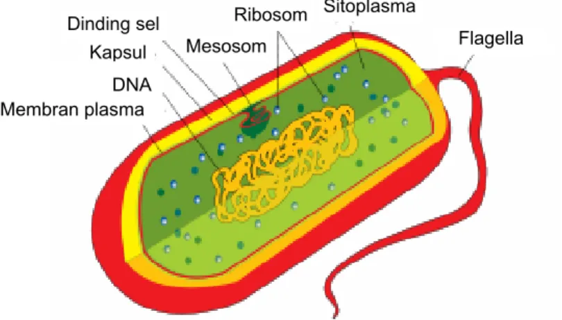 Gambar 5.21. Struktur tubuh satu bakteri. 