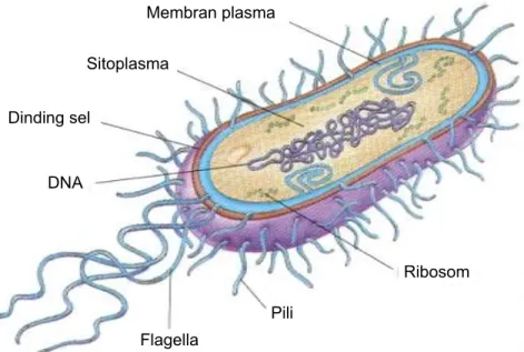 Gambar 5.23. Bakteri peritrik pada S. Typhosa. 