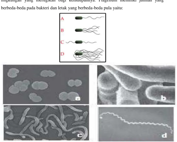 Gambar 1.5 Alat Gerak Bakteri 