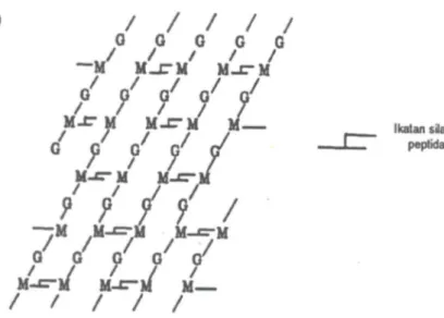 Gambar  3.9    Struktur  peptidoglikan  yang  dihubungkan  dengan  jembatan  ikatan  silang peptida pada bakteri  Gram  positif  (Sumber: Brock &amp; Madigan,1991)