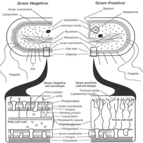 Gambar 3.11 Diagram perbandingan dinding sel bakteri Gram positif  dan Gram negatif secara detail