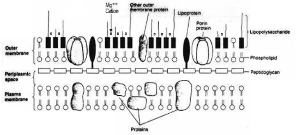 Gambar  3.12  Ilustrasi  skematik  struktur  membran  luar,  dinding  sel  dan  mebran  plasma bakteri Gram negatif (Sumber:  Kenneth,T., 2001) 