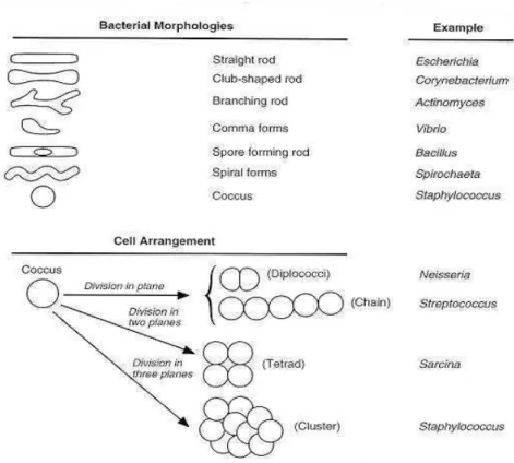 Gambar  3.2    Bentuk  umum  sel  dan  rangkaian  sel  bakteri  (Sumber:  Milton  R.J