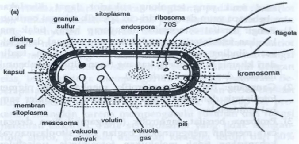 Gambar 3.3  Gambaran umum struktur sel bakteri (Sumber :Fardiaz,1987)  