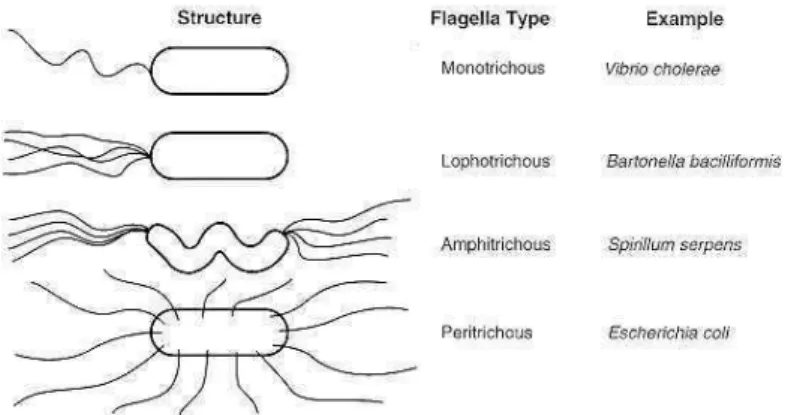Gambar 3.4  Beberapa tipe flagel pada sel bakteri  (Sumber:  Milton  R.J.  Salton  dan  Kwang-Shin  Kim,  2001) 