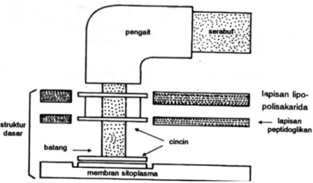 Gambar 3.5 Struktur flagela bakteri Escherichia coli (Sumber: Fardiaz,1987) 