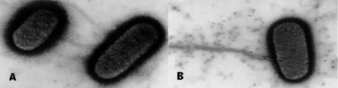 Gambar  3.6    (A)  Pengamatan  mikroskop  electron  struktur  pili  yang  nampak  berbeda  dari  flagel  pada  bakteri  E