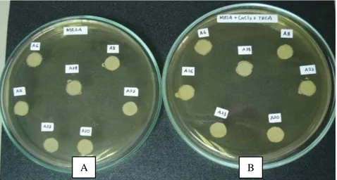 Gambar 14.   Hasil  pengujian  aktivitas  BSH  pada  isolat  B2,  B11,  B13,  R1,  R3,  dan  R9  yang  ditumbuhkan pada MRSA (A) dan MRSA yang mengandung 0.5% TDCA dan 0.37g/L  CaCl 2  (B) dengan menggunakan kertas saring 