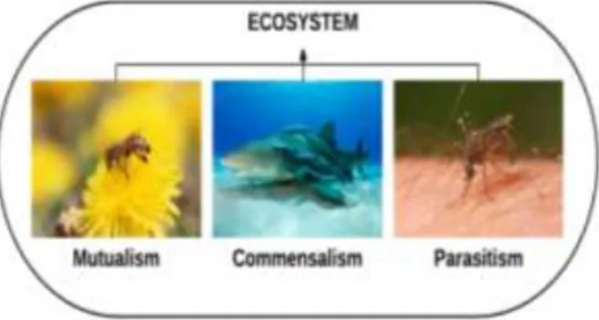 Gambar 1. Ilustrasi simbiosis yang terjadi antar makhluk  hidup 