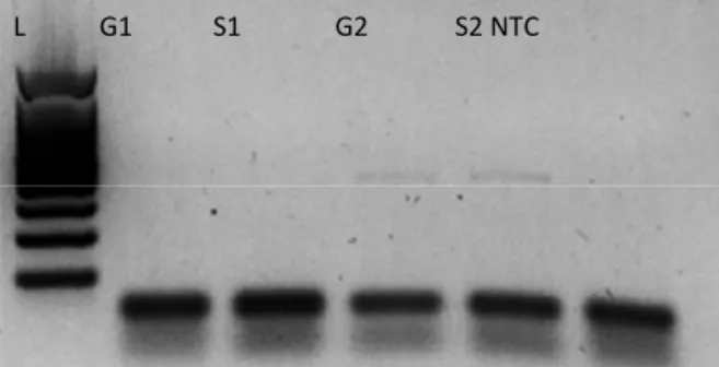 Gambar  4.  Hasil  elektroforesis  HPVsampel  individu  1  dan  2  pada  situs  glans  (G1  dan  G2)  dan  batang  (S1  dan S2)