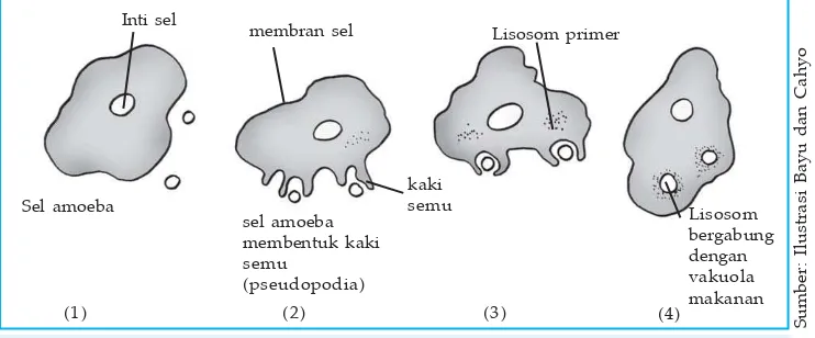 Gambar 1.19 Proses fagositosis