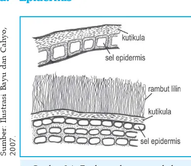 Gambar 2.4  Epidermis batang tumbuhan