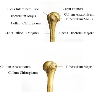 Gambar 2.1 Anatomi 1/3 Tulang Humerus (Syaifuddin, 2011) 